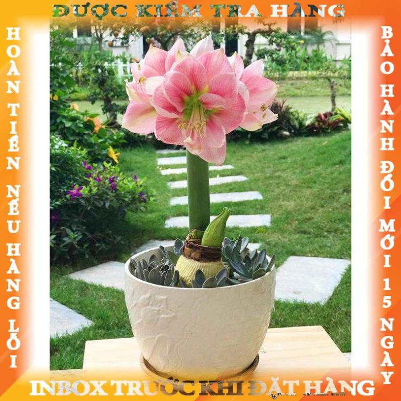 Củ hoa huệ tây cánh kép