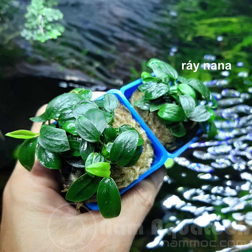Cây ráy Nana (ráy lá nhỏ) - cây ráy thuỷ sinh, chất lượng sản phẩm đảm bảo và cam kết hàng đúng như mô tả