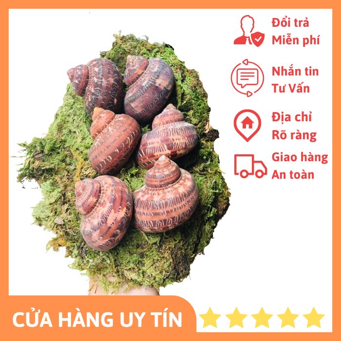 Vỏ ốc xà cừ đỏ