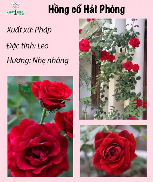 combo 3 cây hoa hồng leo cổ Hải Phòng sai hoa tặng phân bón