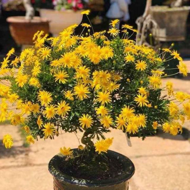 Cúc Thân Gỗ, cây đang hoa, gửi đi nguyên bầu