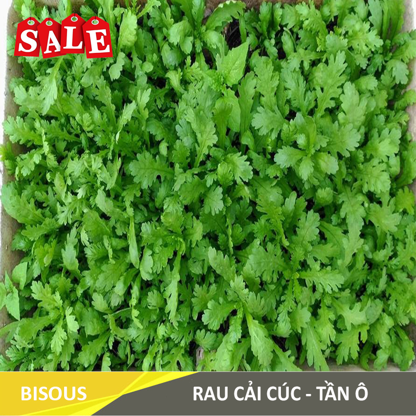 HẠT GIỐNG RAU CẢI CÚC - TẦN Ô R10 Bisous KLT20. Tỷ lệ nảy mầm cao, sinh trưởng và phát triển tốt, phẩm chất ngon