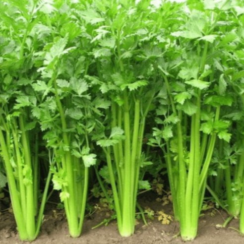 [HCM]Hạt Giống Rau Cần Tây Cần Tàu - Gói 10Gr/500Hạt