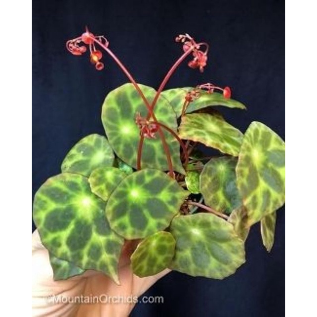 Begonia Kingiana- Thu hải đường độc, đẹp, lạ
