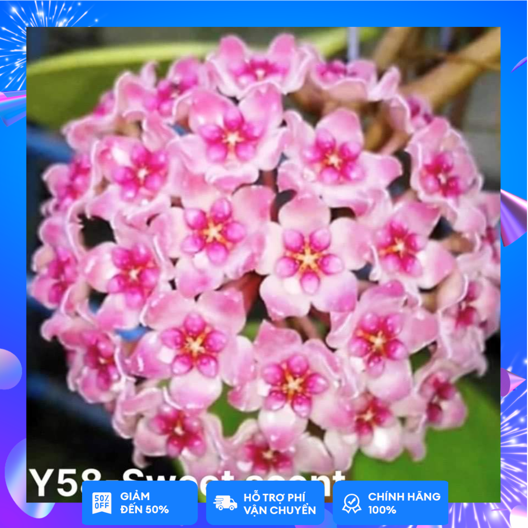 Cẩm cù Sweet scent trưởng thành đang nụ như ảnh