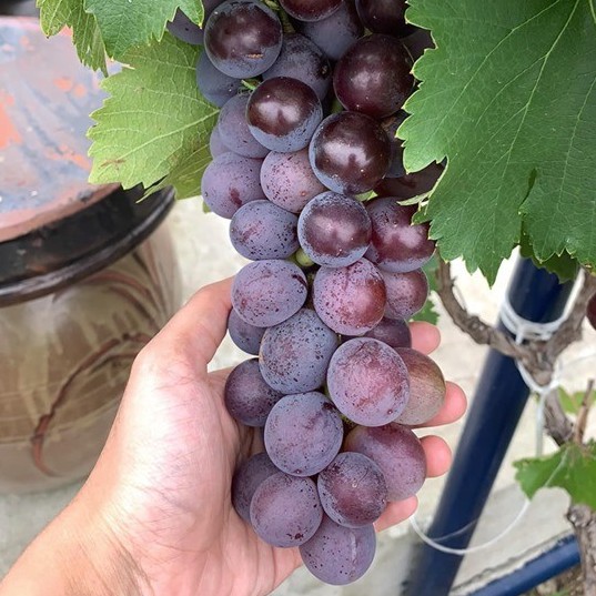 CÂY GIỐNG NHO HẠ ĐEN KHÔNG HẠT