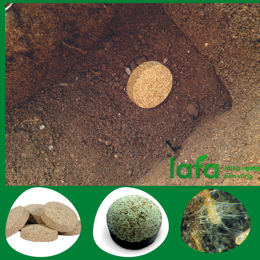 Viên nấm rễ cộng sinh mycorrhiza asir-fruit nhập khẩu Tây Ban Nha
