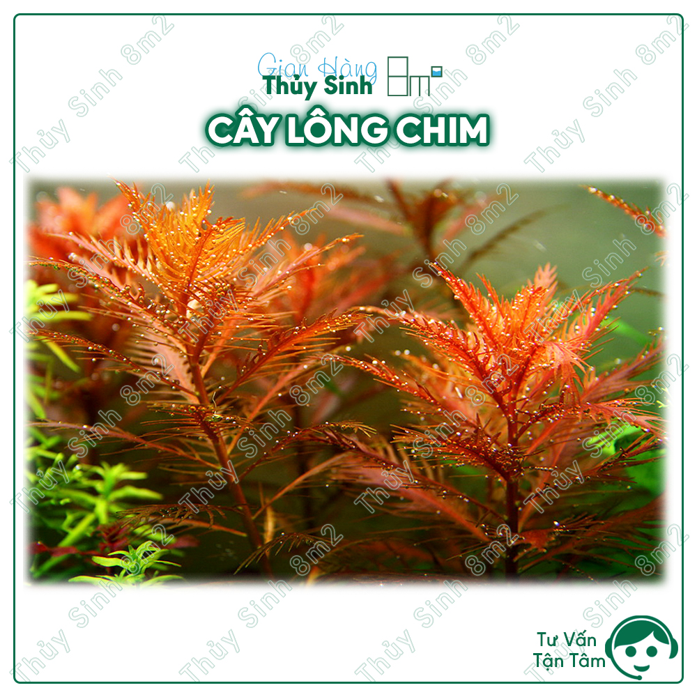 3 ngọn cây lông chim | cây thủy sinh hậu cảnh, cắt cắm | 8m2