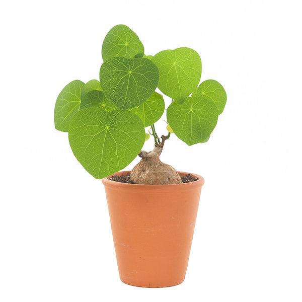 Củ bình vôi - chậu cây cảnh