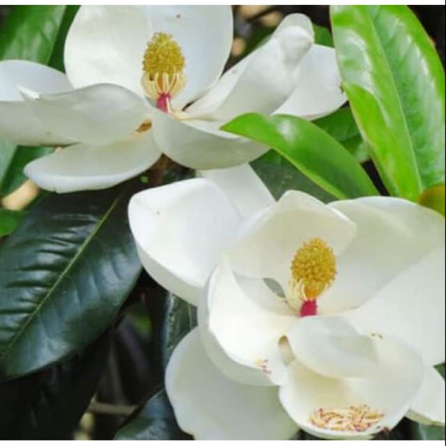 Giảm giá Cây giống hoa hải đường trắng giá rẻ - BeeCost Giảm Giá Cây Giống Hoa Hải Đường Trắng Giá Rẻ - Beecost