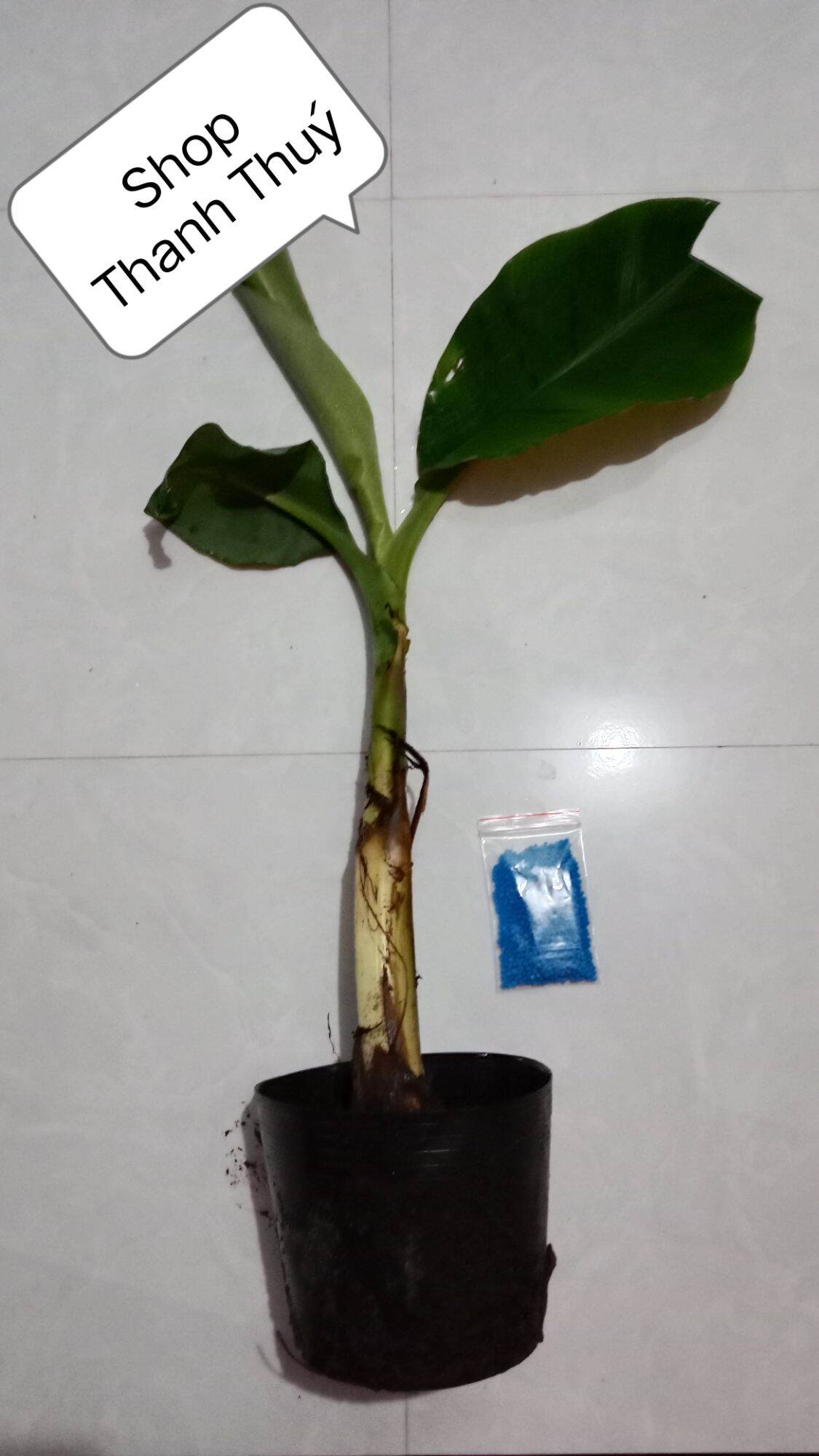 Khuyến mãi siêu lớn shop thanh thúy - cây giống chuối tá quạ -tặng thêm 100g phân bón giá không đổi