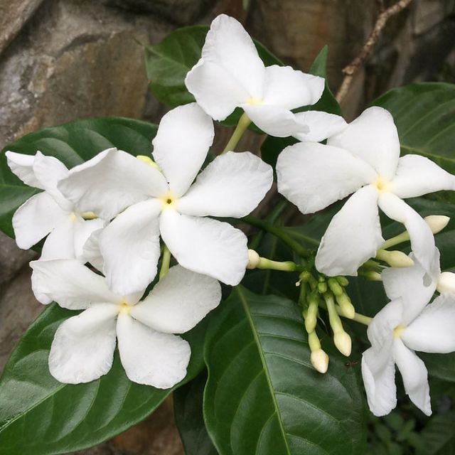 Lài Tây - Trang Flowers