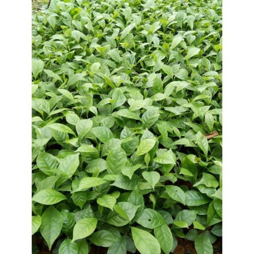 Cây hương liệu dổi ghép