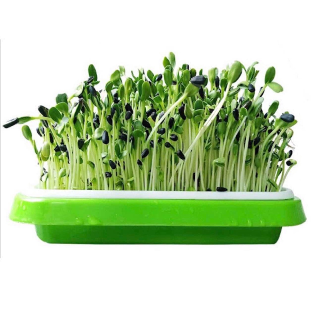 Hạt giống rau mầm củ cải trắng gói 50gr