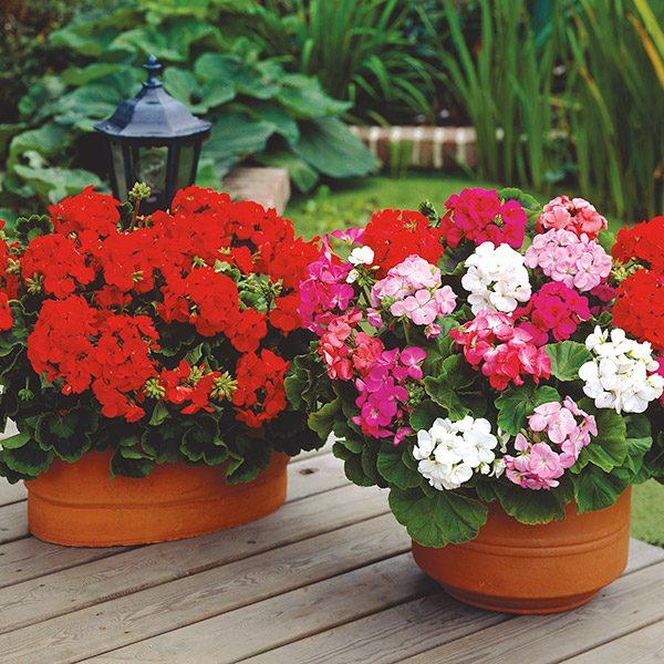 - Hạt giống hoa phong lữ thảo mix chất lượng cao - Tặng kích mầm & Tài liệu hướng dẫn gieo trồng