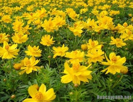 Gói 20 hạt giống hoa sao nhái kép lùn mix