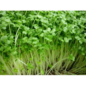 Ma29g gói 300 hạt giống rau mầm cải ngọt