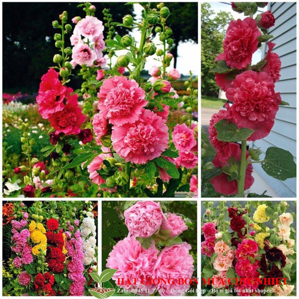 Hạt giống hoa mãn đình hồng 1g -