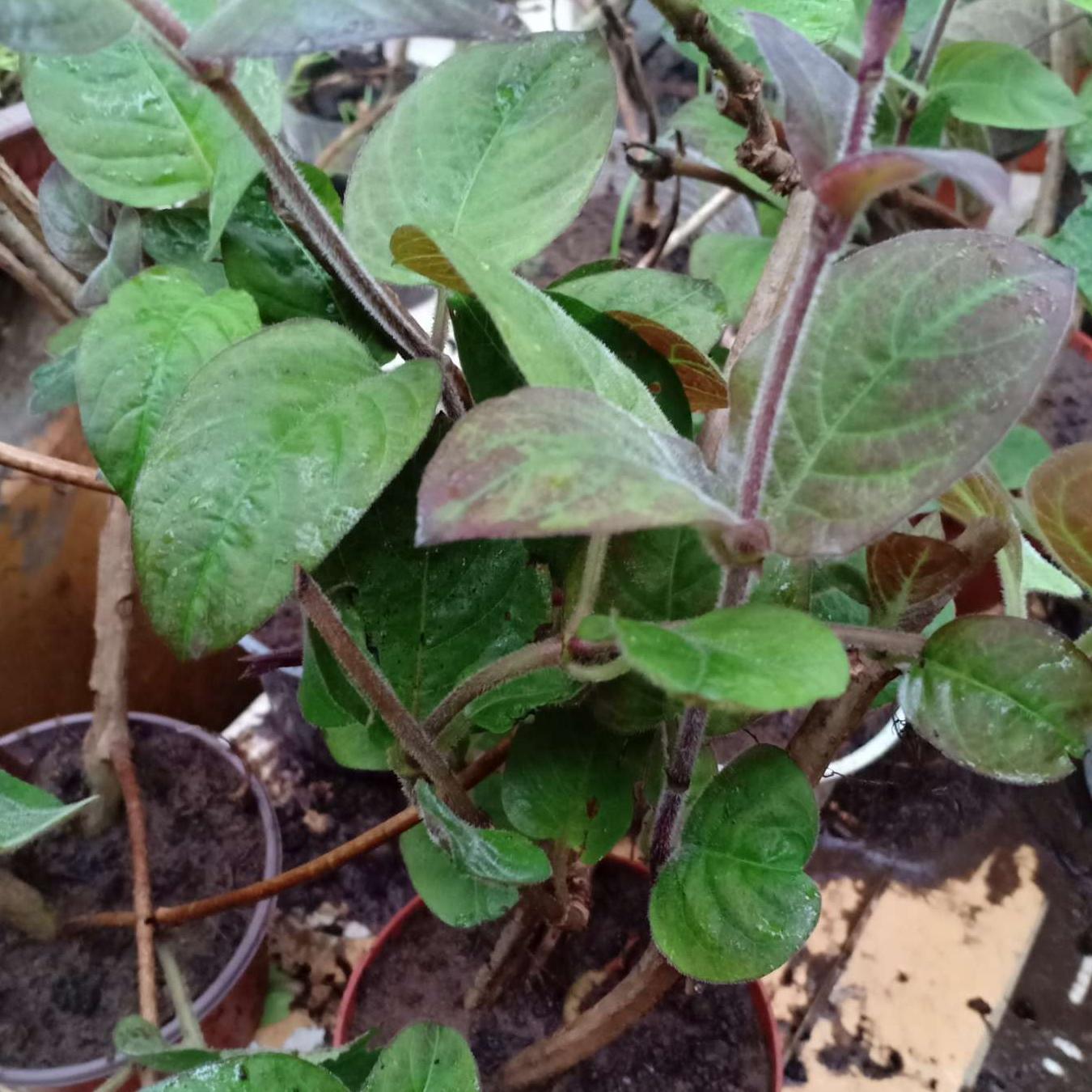 cây giống mơ long