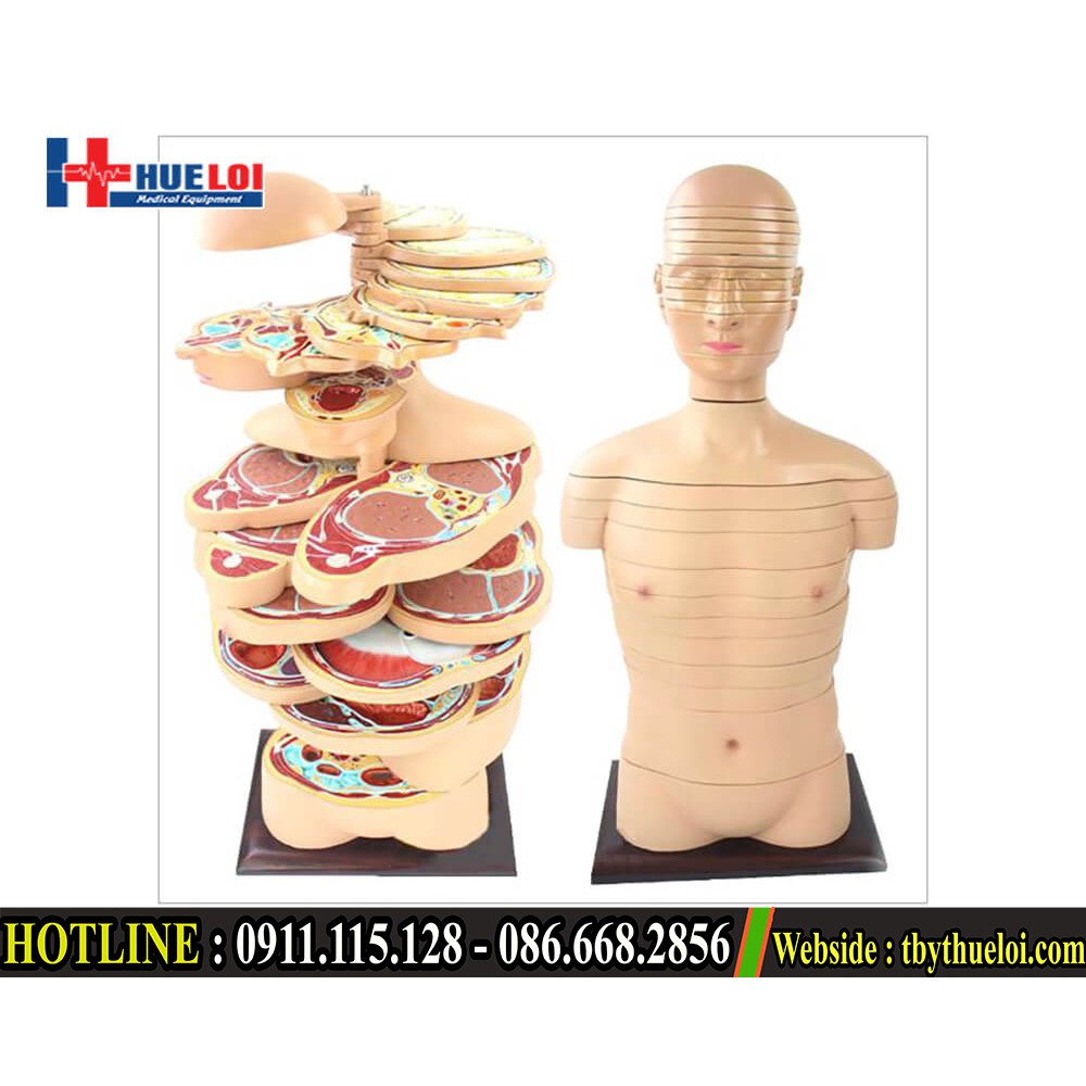 Mô hình giải phẫu lớp cơ  Mô hình bóc tách lớp cơ