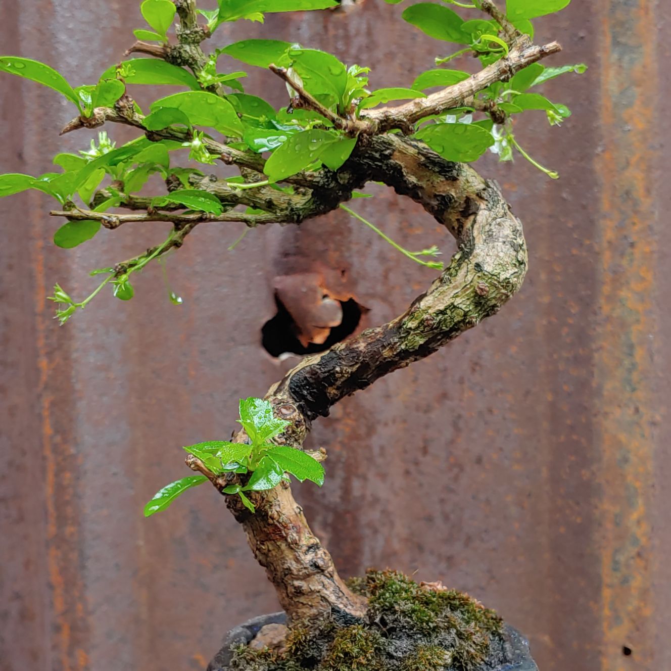 TRÀ PHÚC KIẾN bonsai mini (bùm sụm)