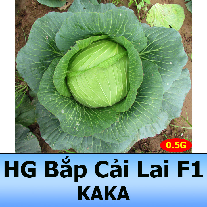 Hạt Giống Bắp Cải Xanh Lai F1 Chịu Nhiệt, Năng Suất Cao