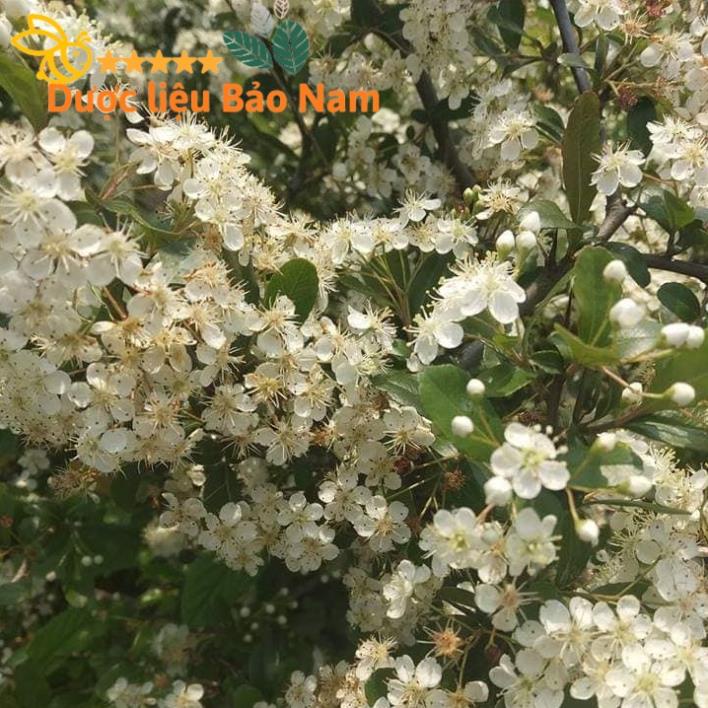 Mật ong hoa BLong Song ( Mật ong trắng) chuẩn xịn 1 lít
