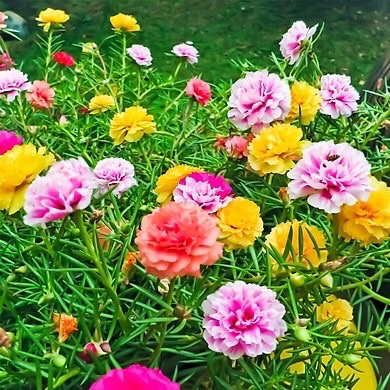1kg hoa 10h mỹ cánh kép đủ màu
