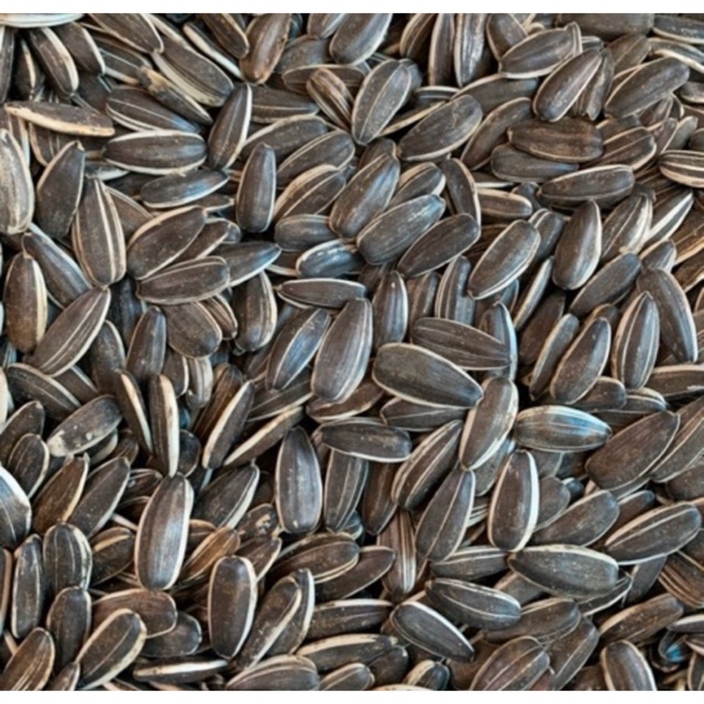 Hướng dương tươi Argentina size to cho vẹt - 500g