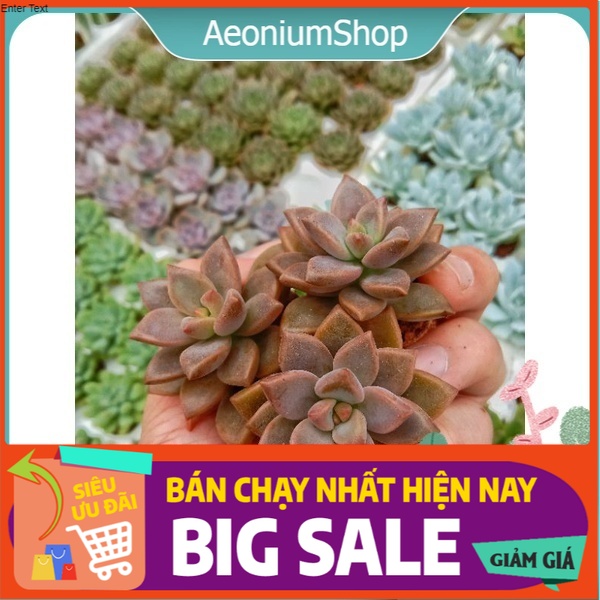 Sen Đá Đỏ  Lá Ngắn - Sen Đá Nâu - Graptosedum Bronze Variegata