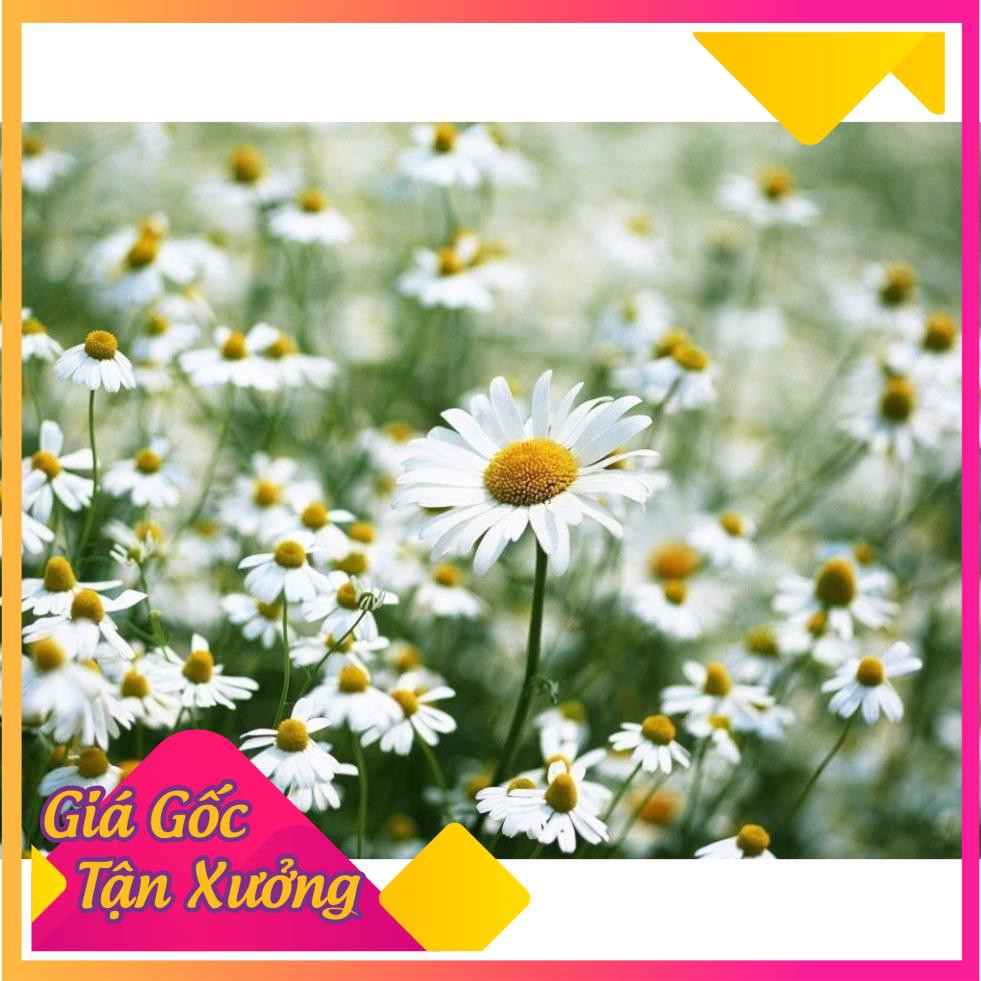 Khu vườn hạt giống hoa cúc hoạ my giống zin cao cấp .