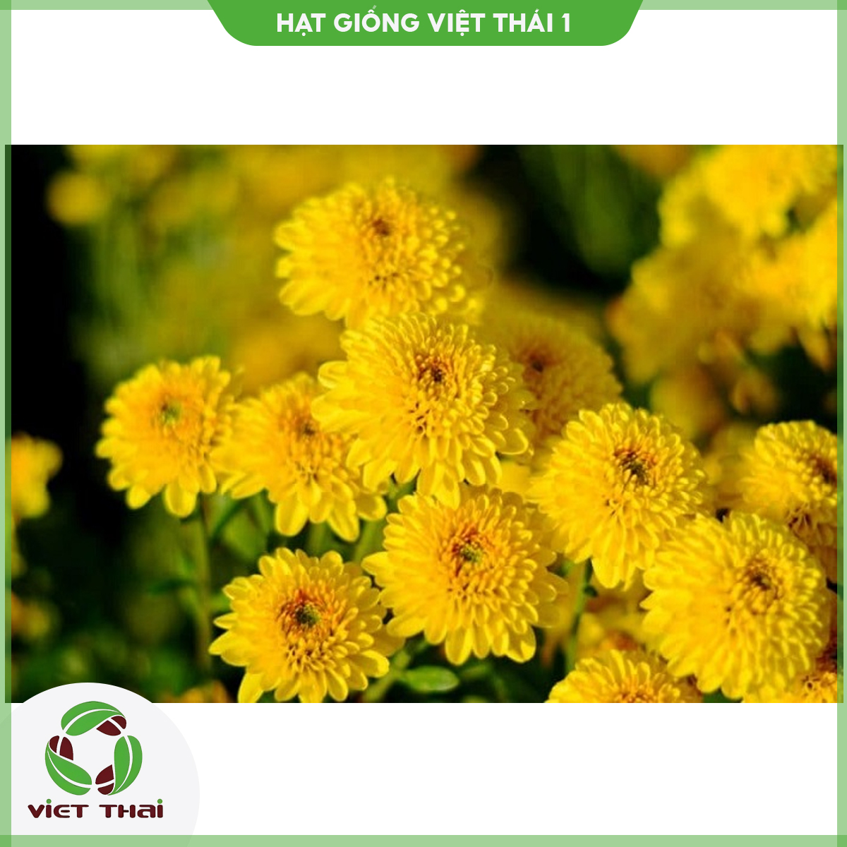 Hạt giống hoa cúc mini vàng - HGVT1