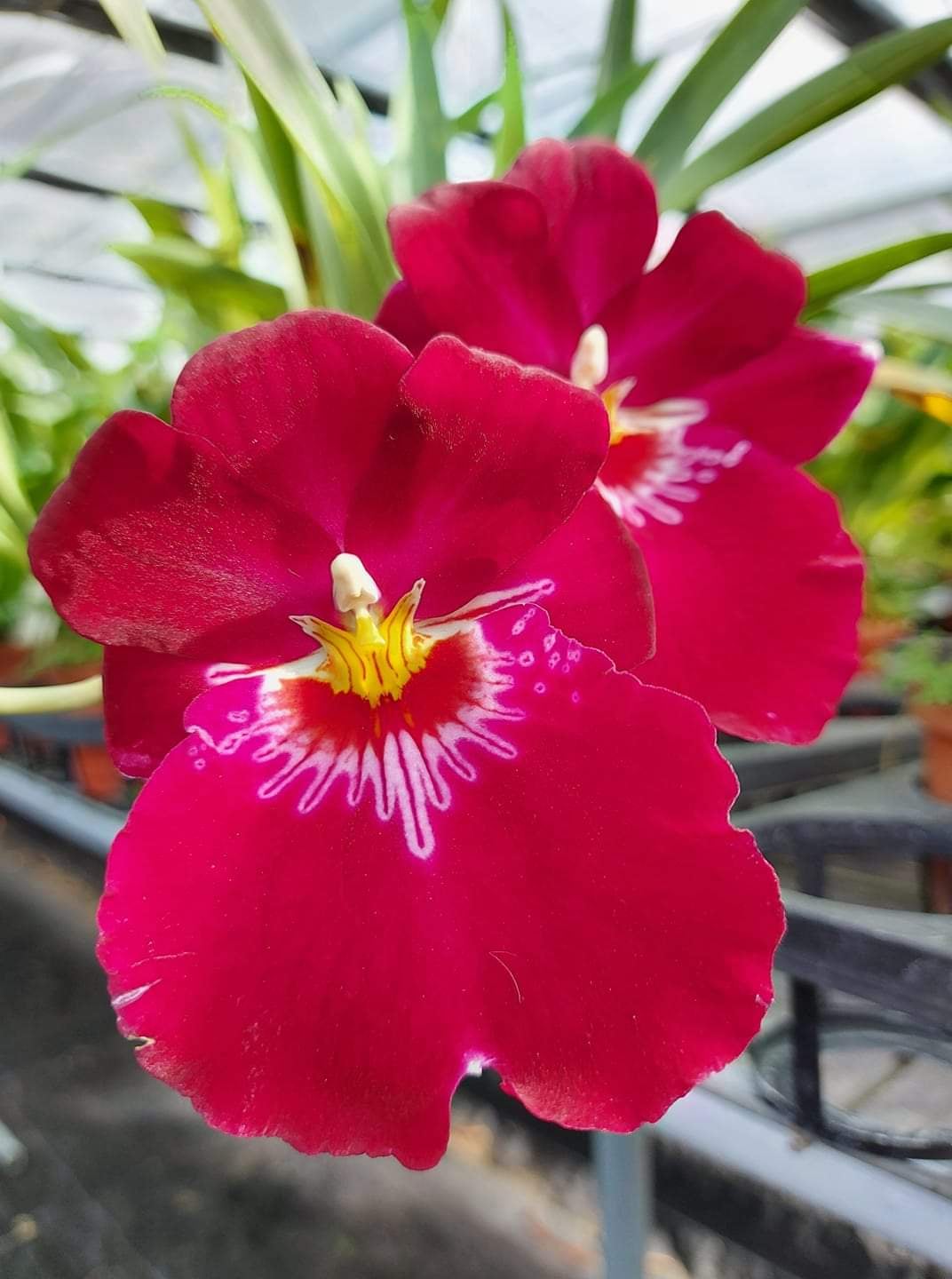 Hoa Lan Vũ Nữ MILTONIA ĐỎ- chậu trưởng thành
