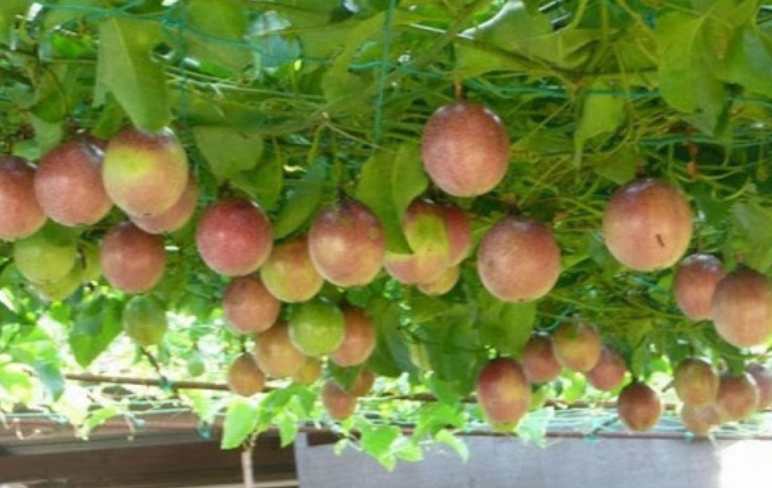 [HCM]Hạt giống chanh dây tím MV-87