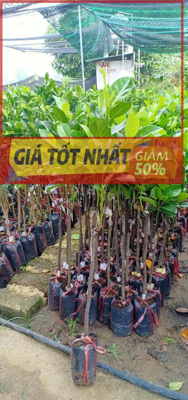 Cây MÍT TỐ NỮ ghép, siêu sai quả, múi đều ngọt thơm, cam kết chất lượng cây giống