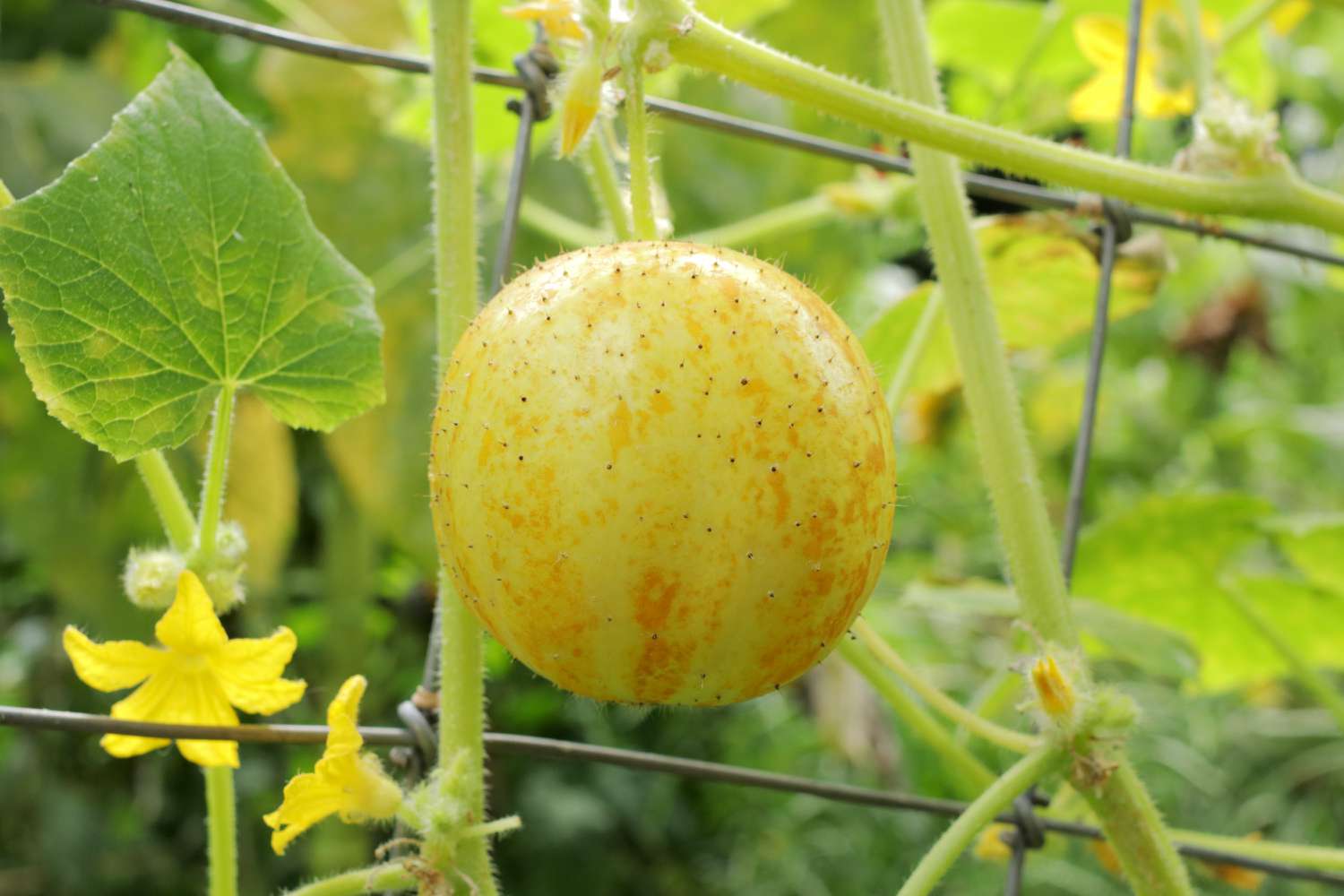 Trái dưa Lemon Cucumber