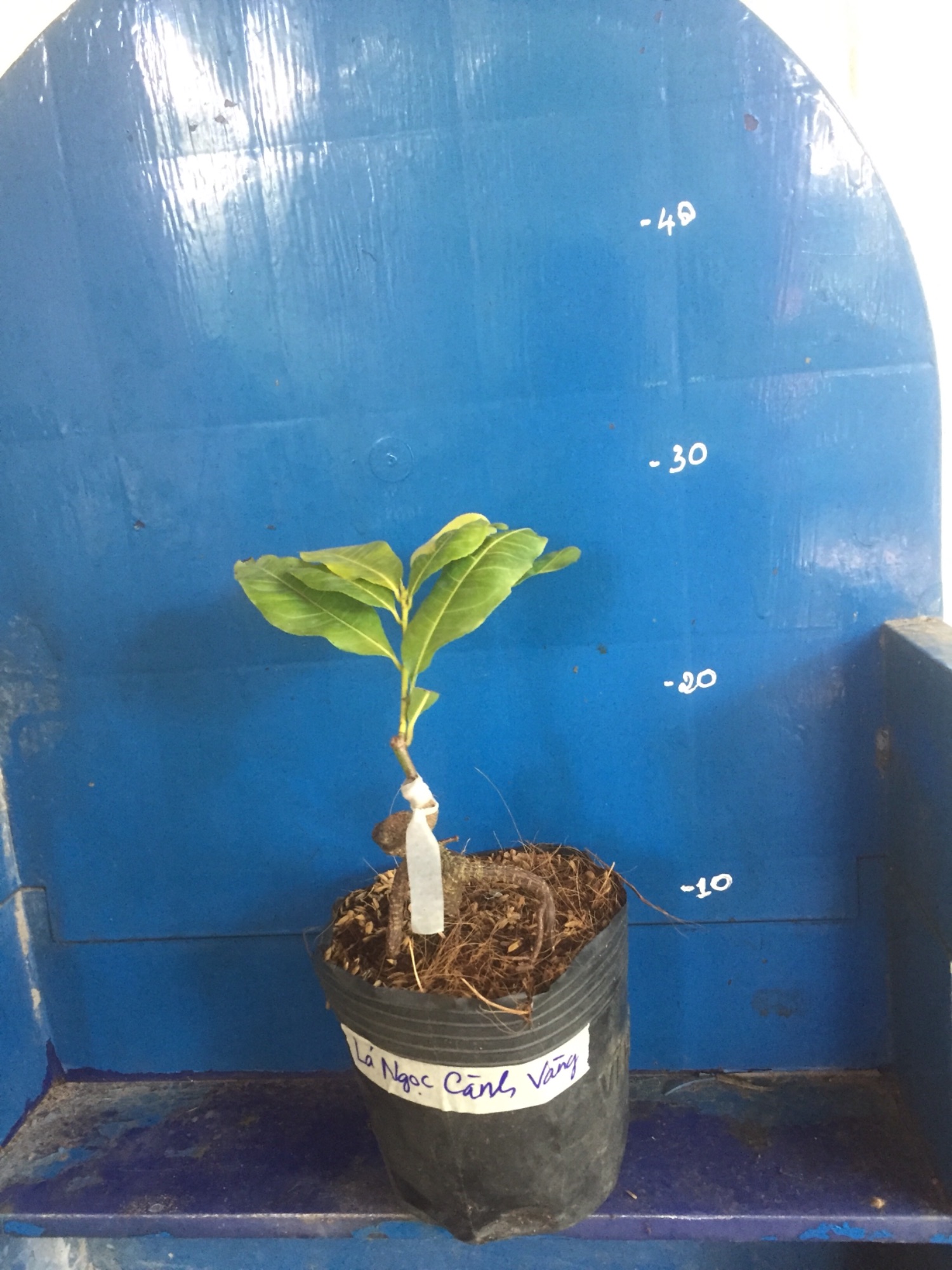 Mai Lá Ngọc Cành Vàng