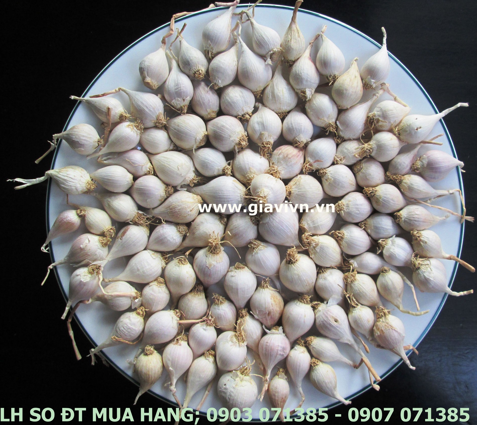 Tỏi cô đơn đảo lý sơn. 100gram