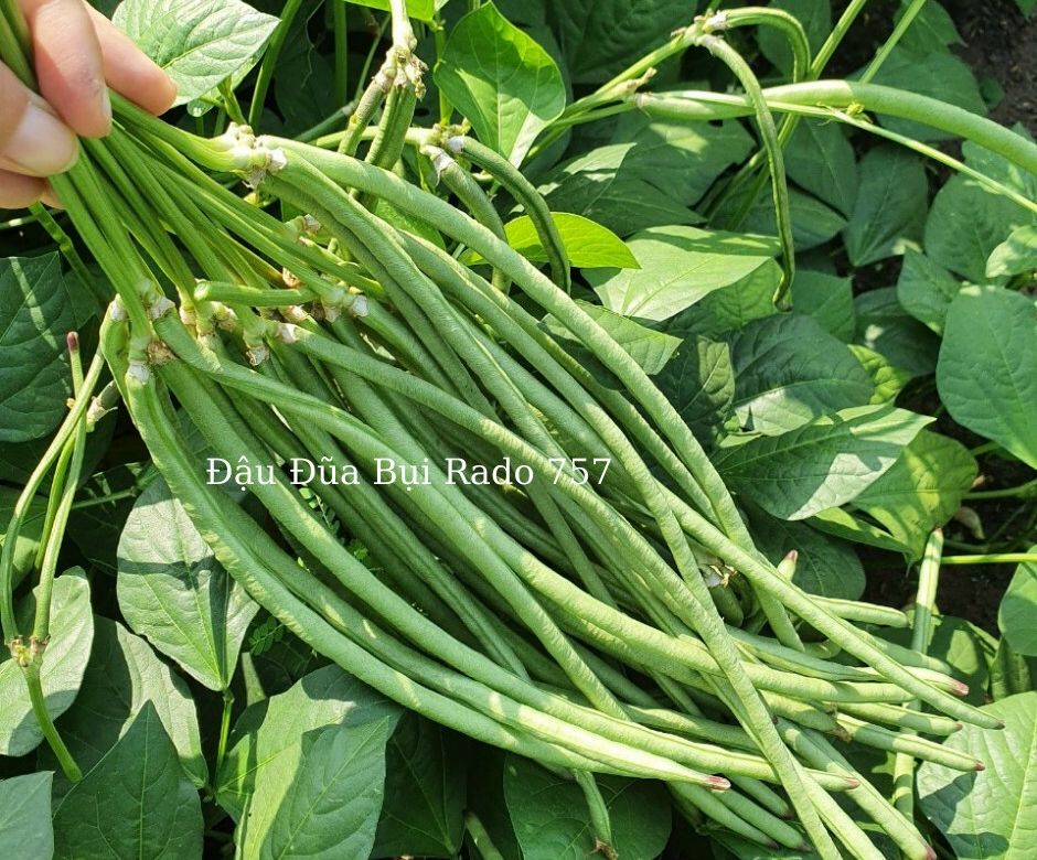 [HCM]Hạt giống Đậu đũa bụi ngọt