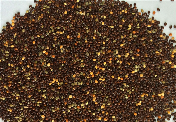 hạt cỏ thái đen cho chim cu gáy