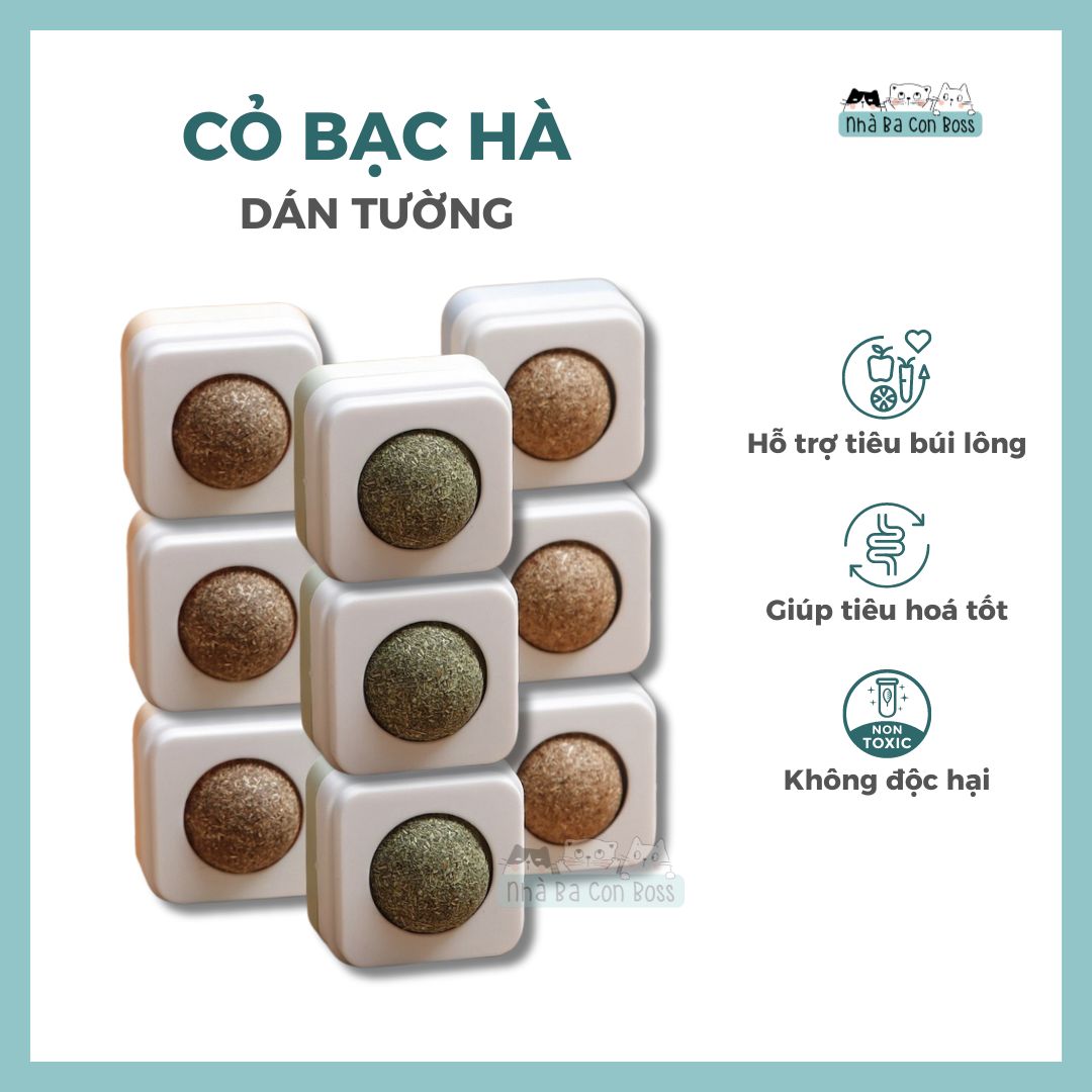 Cỏ bạc hà dán tường cho mèo