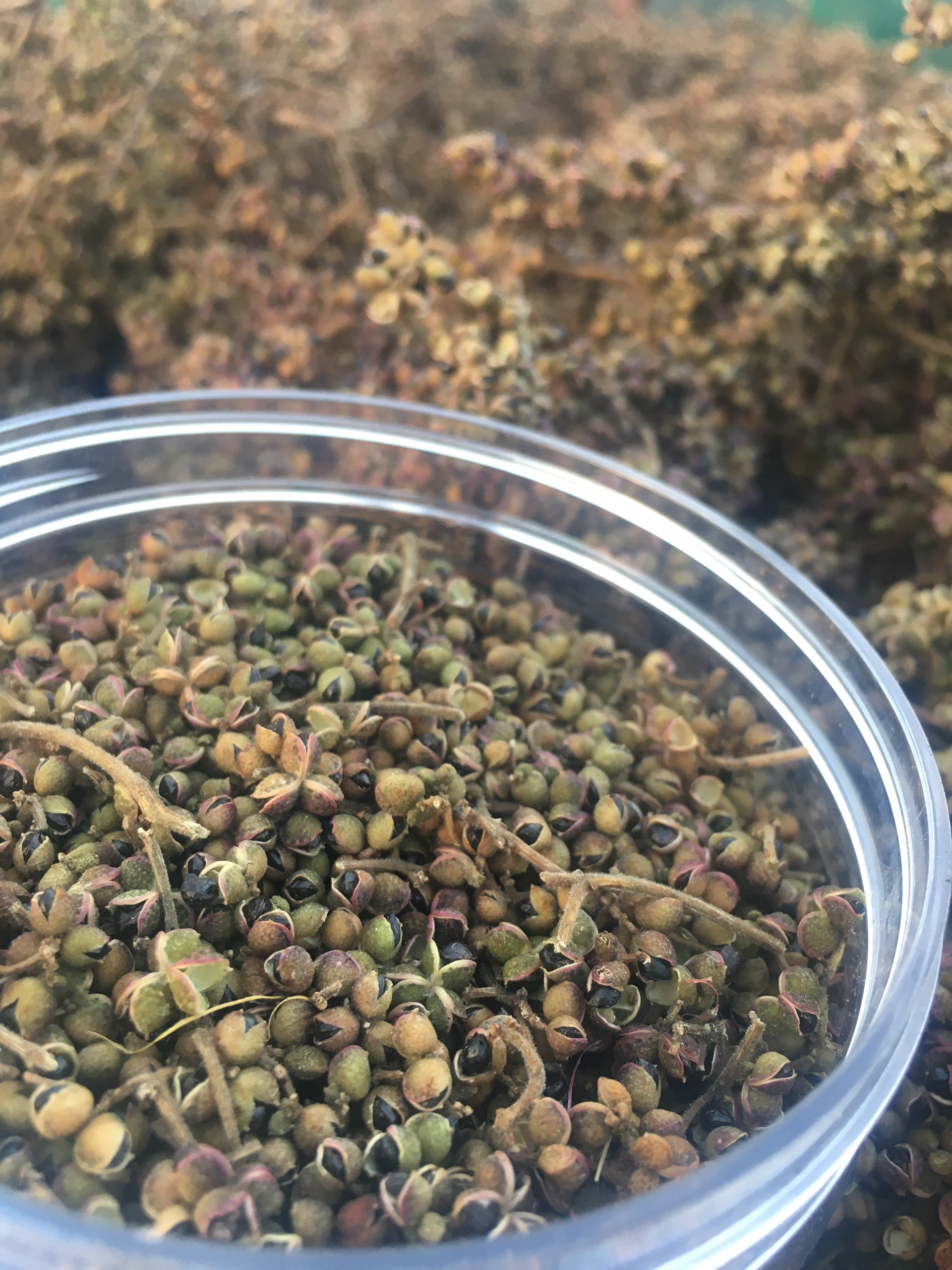 Mắc khén - gia vị ướp thực phẩm chiên nướng đặc sản Tây Bắc