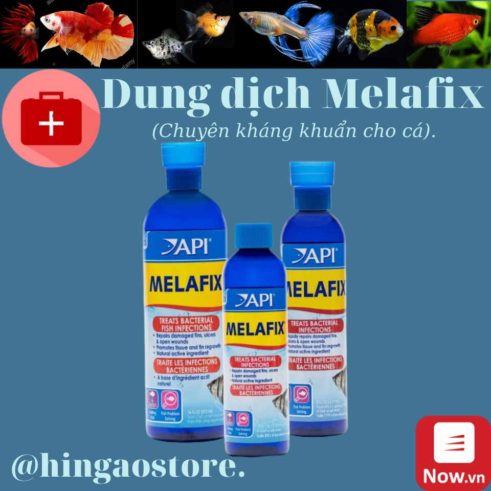 Dung dịch kháng khuẩn Melafix và Pimafix cho cá hàng Mỹ