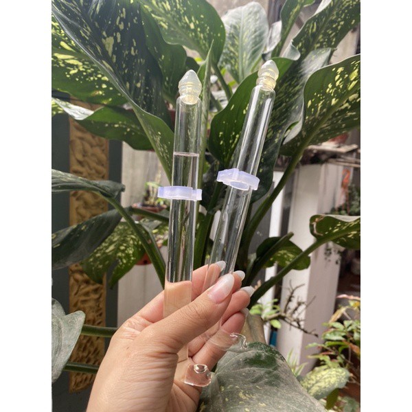 Cóng thủy tinh chim chào màochích chòehọa mi khuyên ống dài cao cấp loại 1 đủ cỡ tặng kèm tai cài Phụ kiện Kabosa