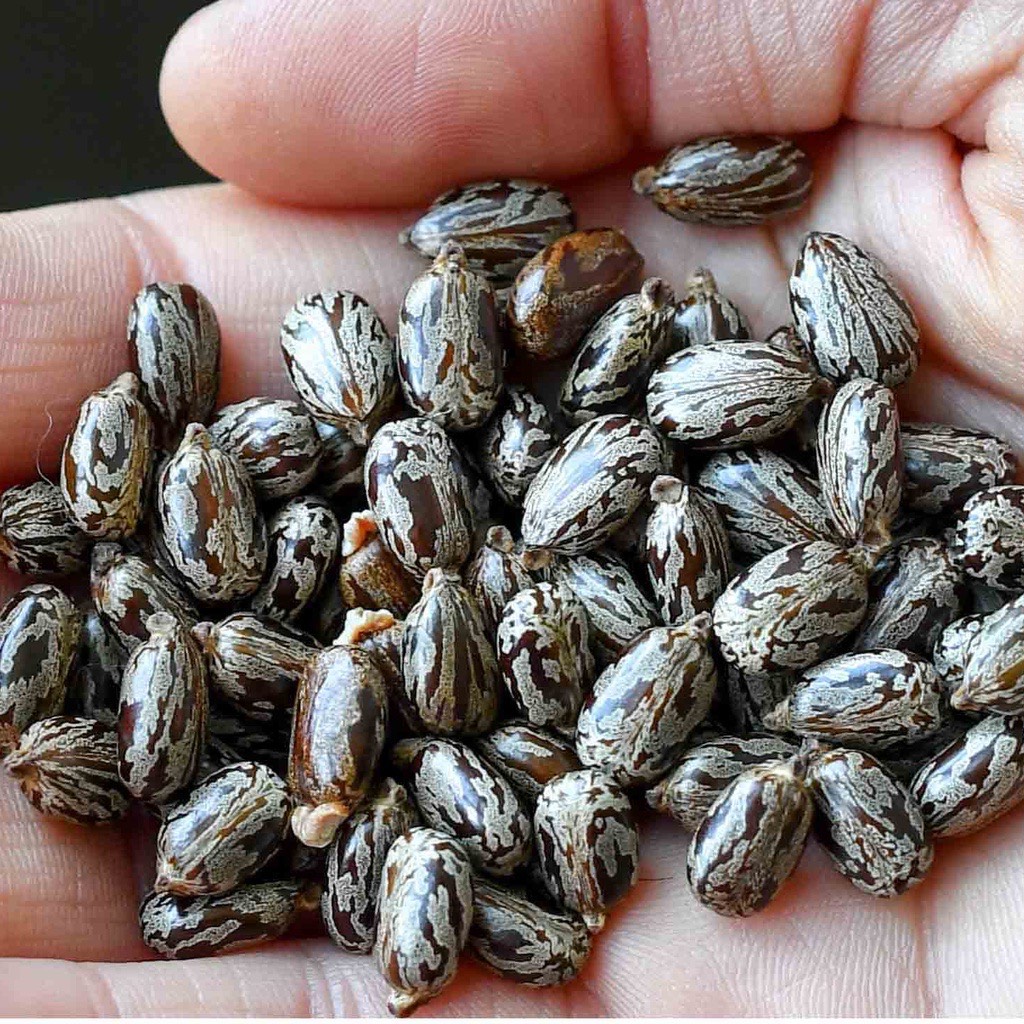 Hạt thầu dầu tía- giúp mọc tóc- trĩ