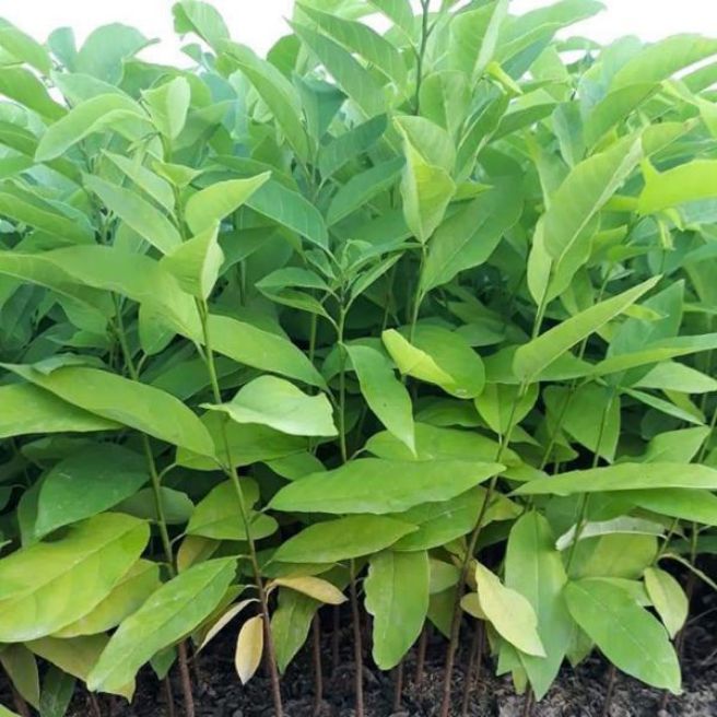 Cây giống na dai
