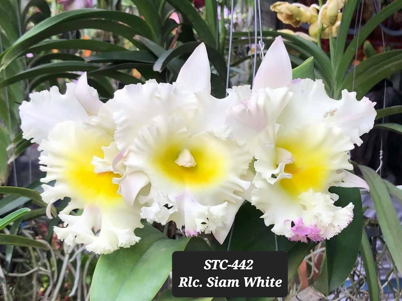 Hoa lan catt siam white cây giống