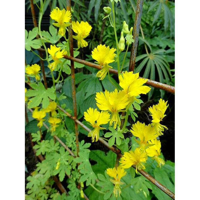 Hạt giống Hoa cánh phương 4 Hat – Thân leo