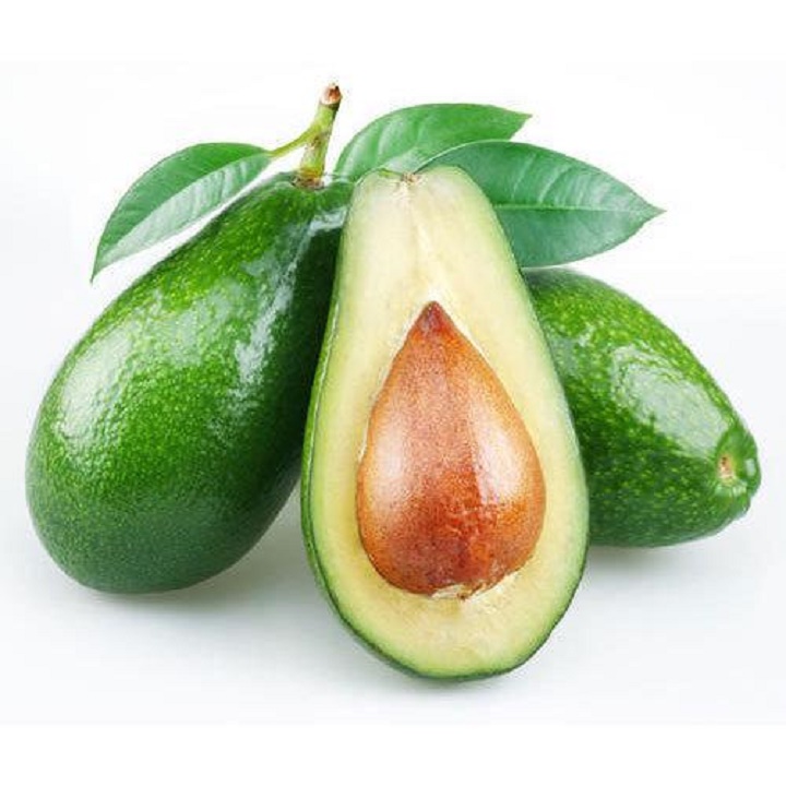 Cây giống bơ sáp xanh siêu ngon siêu quả