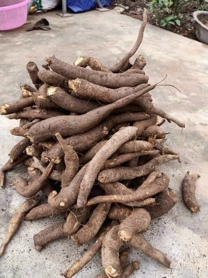 1kg Củ Gai Tươi An Thai - Tốt cho mẹ Bầu